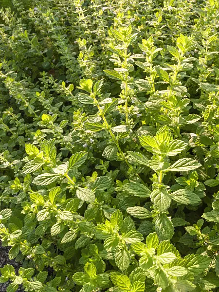 415042 - Lemon balm (Melissa officinalis)