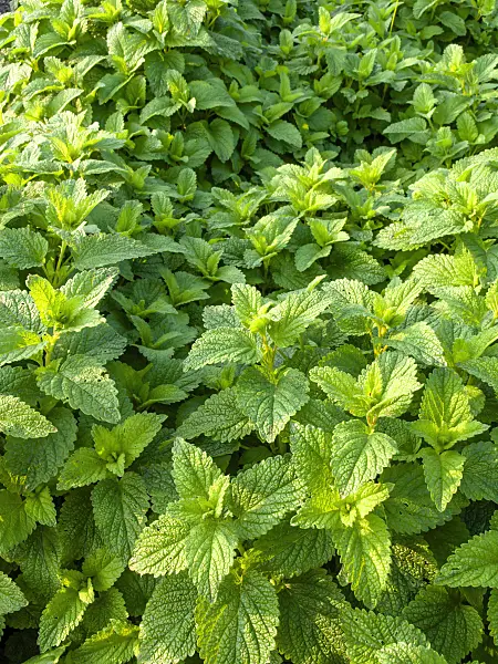 448115 - Lemon balm (Melissa officinalis)