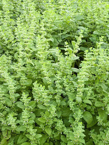 462013 - Lemon balm (Melissa officinalis)