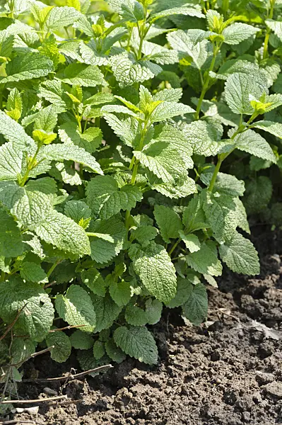 484281 - Lemon balm (Melissa officinalis)