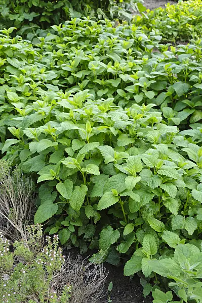 484324 - Lemon balm (Melissa officinalis)