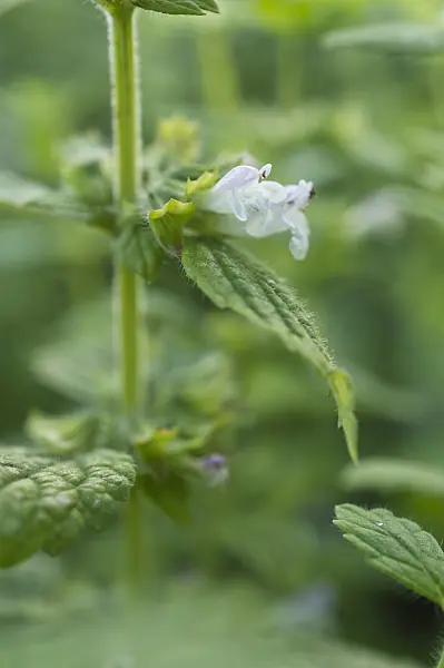 510121 - Lemon balm (Melissa officinalis)