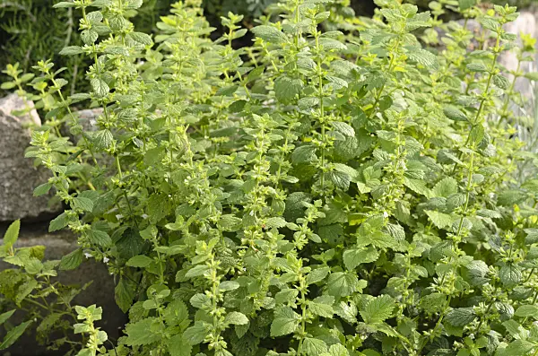 523172 - Lemon balm (Melissa officinalis)