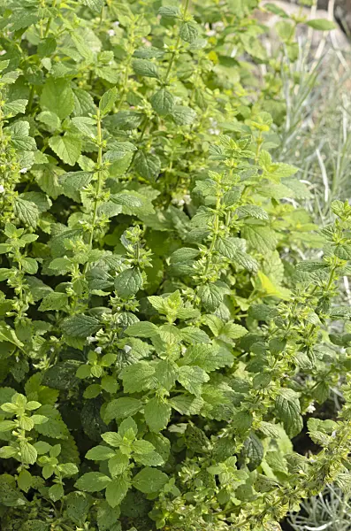 523173 - Lemon balm (Melissa officinalis)