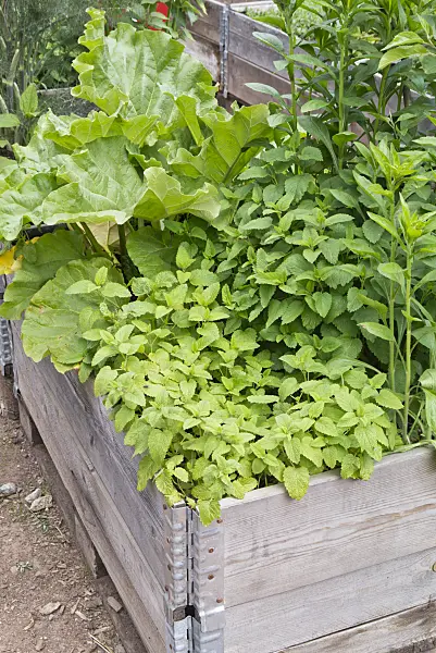 544166 - Lemon balm (Melissa officinalis) in a raised bed