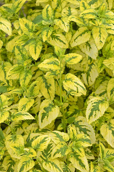 533450 - Lemon balm (Melissa officinalis 'Variegata')