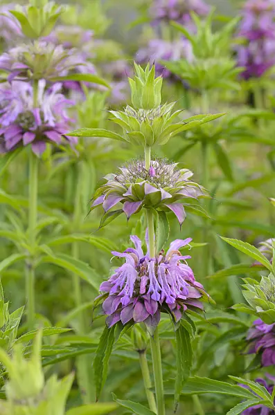 498188 - Lemon bee balm (Monarda citriodora)