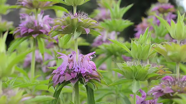 498215 - Lemon bee balm (Monarda citriodora)