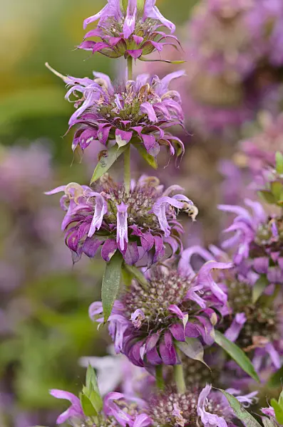 547390 - Lemon bee balm (Monarda citriodora)