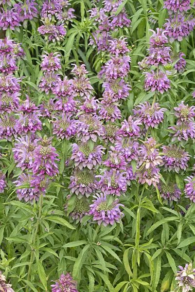 610027 - Lemon bee balm (Monarda citriodora)