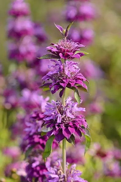 570104 - Lemon bee balm (Monarda citriodora 'Bergamo')