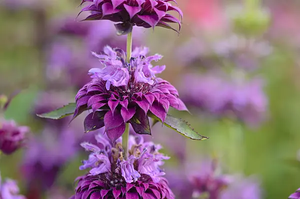 570105 - Lemon bee balm (Monarda citriodora 'Bergamo')
