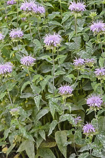 522062 - Lemon bee balm (Monarda citriodora) with mildew