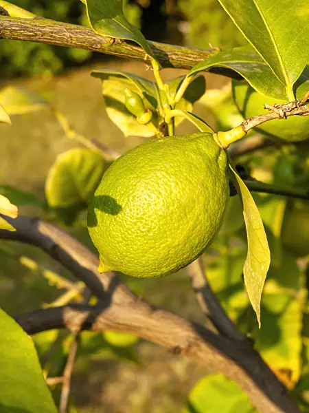 429114 - Lemon (Citrus limon)