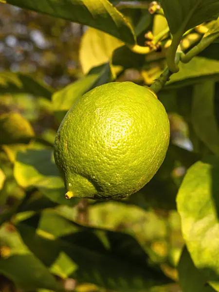 429115 - Lemon (Citrus limon)
