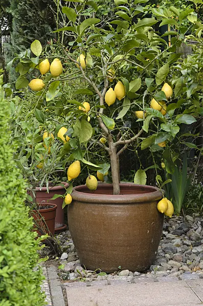 544115 - Lemon (Citrus limon)