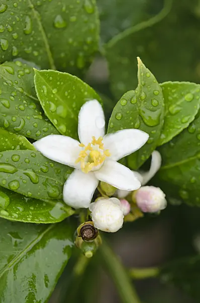 534509 - Lemon (Citrus limon 'Fiore')