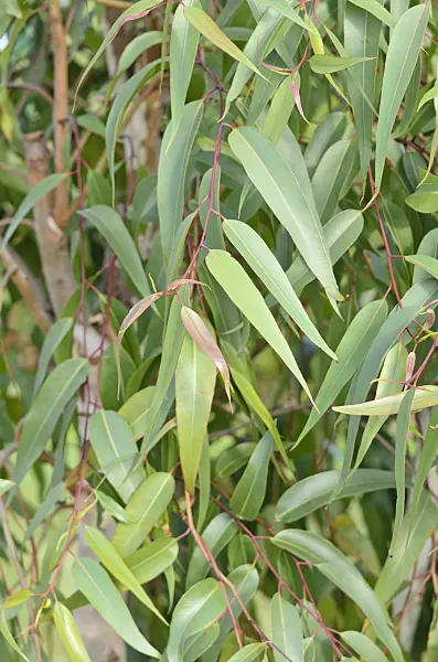535071 - Lemon-scented gum (Corymbia citriodora syn. Eucalyptus citriodora)
