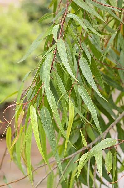 548020 - Lemon-scented gum (Corymbia citriodora syn. Eucalyptus citriodora)