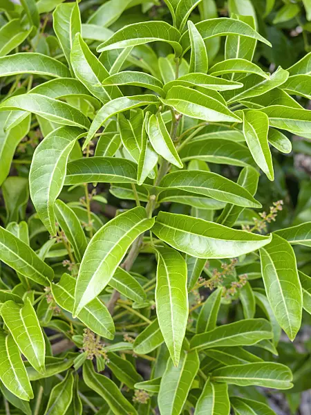 455367 - Lemon scented myrtle (Backhousia citriodora)