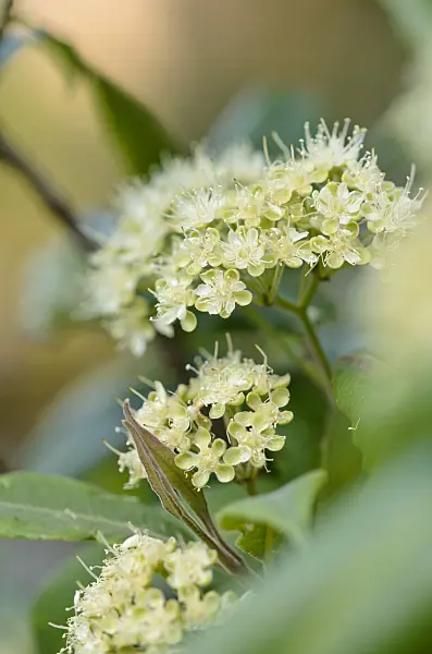 523269 - Lemon scented myrtle (Backhousia citriodora)