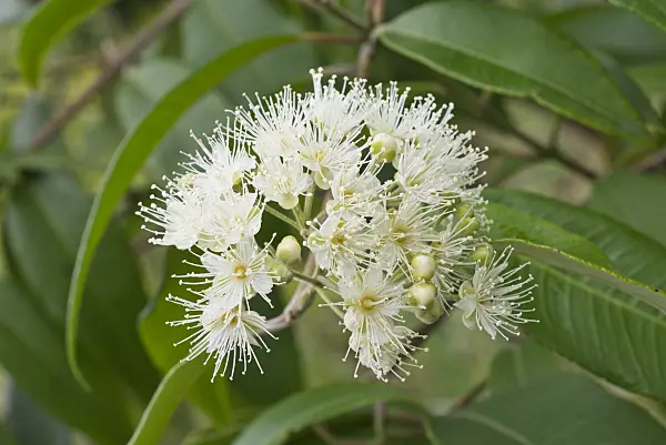 573057 - Lemon scented myrtle (Backhousia citriodora)