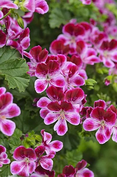 484091 - Lemon scented pelargonium (Pelargonium crispum 'Angeleyes Burgundy')
