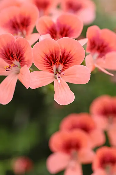 484110 - Lemon scented pelargonium (Pelargonium crispum 'Angeleyes Orange')