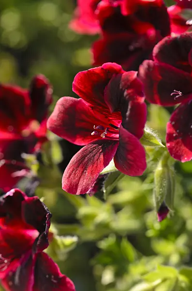 571066 - Lemon scented pelargonium (Pelargonium crispum 'Graziosa Merlot Red')