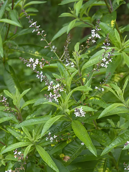 450029 - Lemon verbena (Aloysia triphylla)