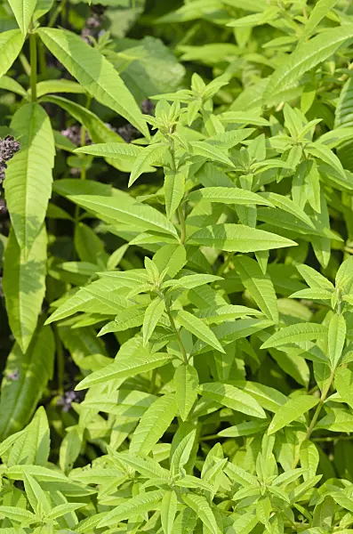 534410 - Lemon verbena (Aloysia triphylla)