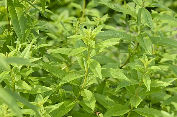 534411 - Lemon verbena (Aloysia triphylla)