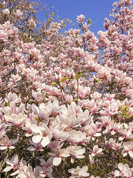 400134 - Lenne's magnolia (Magnolia x soulangiana)