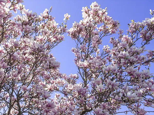 483208 - Lenne's magnolia (Magnolia x soulangiana)