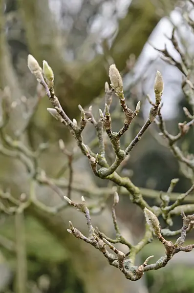 529038 - Lenne's magnolia (Magnolia x soulangiana)