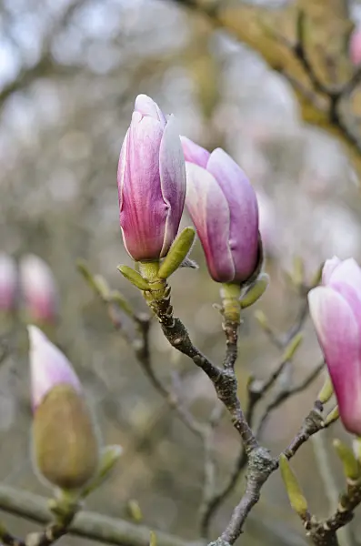 531004 - Lenne's magnolia (Magnolia x soulangiana)