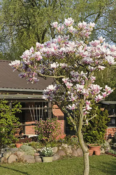 531029 - Lenne's magnolia (Magnolia x soulangiana)
