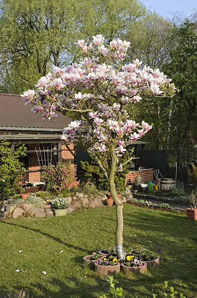 531030 - Lenne's magnolia (Magnolia x soulangiana)