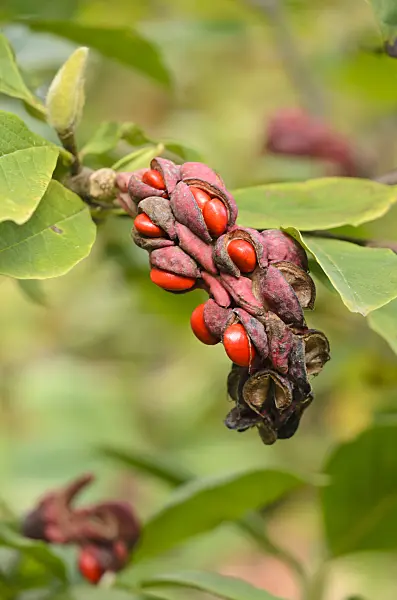 537028 - Lenne's magnolia (Magnolia x soulangiana)