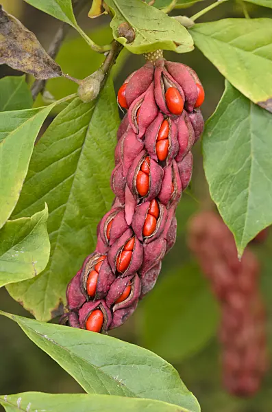 537029 - Lenne's magnolia (Magnolia x soulangiana)