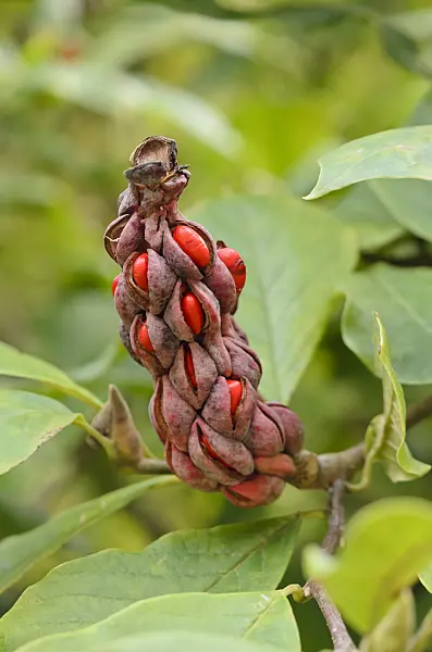 537030 - Lenne's magnolia (Magnolia x soulangiana)