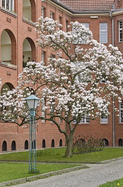 543048 - Lenne's magnolia (Magnolia x soulangiana)