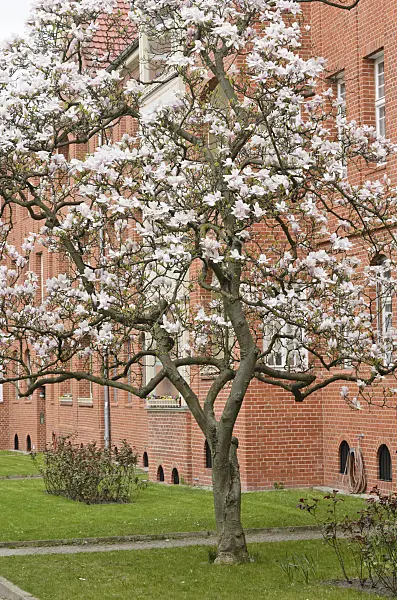 543049 - Lenne's magnolia (Magnolia x soulangiana)