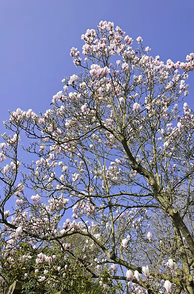 555027 - Lenne's magnolia (Magnolia x soulangiana)
