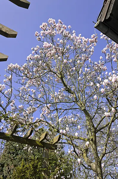 555029 - Lenne's magnolia (Magnolia x soulangiana)