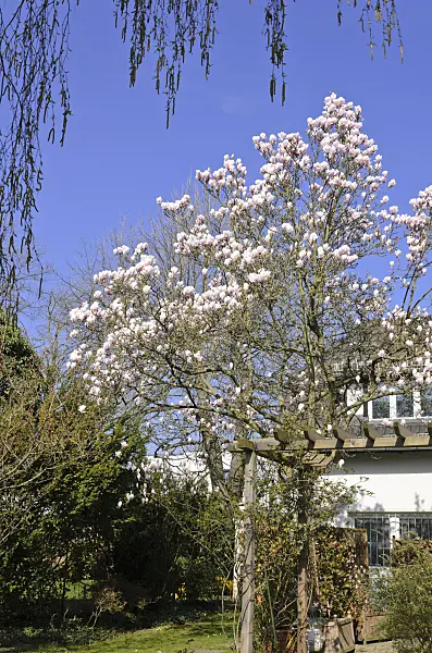 555030 - Lenne's magnolia (Magnolia x soulangiana)