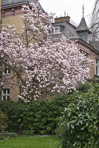 555106 - Lenne's magnolia (Magnolia x soulangiana)
