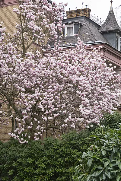 555107 - Lenne's magnolia (Magnolia x soulangiana)