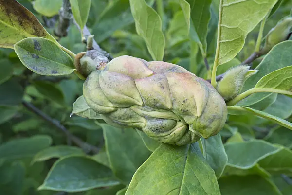 595027 - Lenne's magnolia (Magnolia x soulangiana)