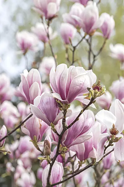 625262 - Lenne's magnolia (Magnolia x soulangiana)